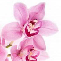 Orchid - Hoa Lan