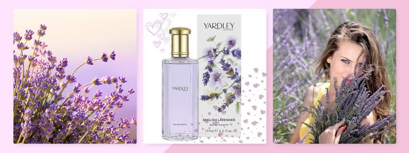 Yardley English Lavender - Nuoc Hoa Pic Pic